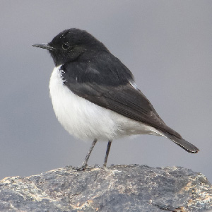 Hume's Wheatear